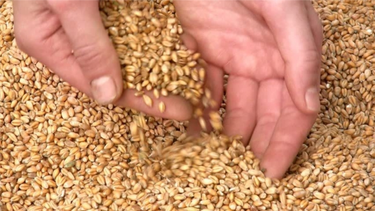 В хозяйствах республики идет подготовка семенного материала к весеннему севу