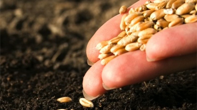 Доля кондиционных семян яровых зерновых и зернобобовых культур в хозяйства республики составляет 70%
