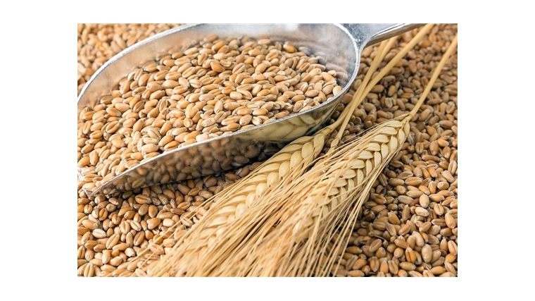 Специалистами Чувашского филиала Россельхозцентра проверено 46,6 тыс. тонн семена яровых зерновых и зернобобовых культур