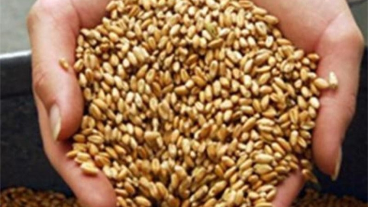 Специалистами Чувашского филиала Россельхозцентра проверено 49,4 тыс. тонн семян