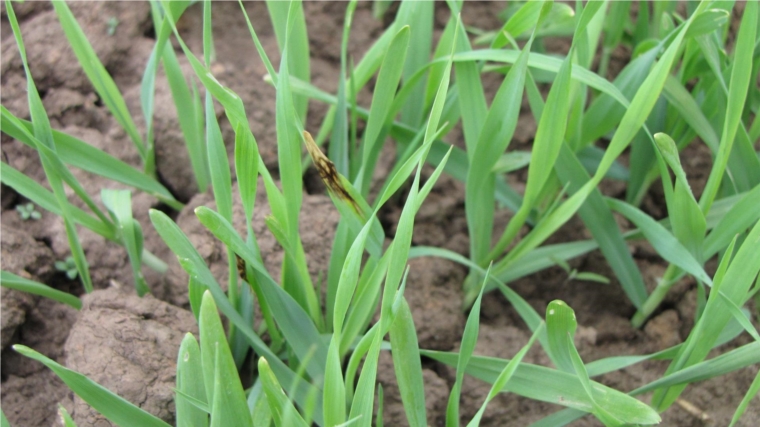 Россельхозцентр предупреждает: на посевах ярового ячменя обнаружен сетчатый гельминтоспориоз