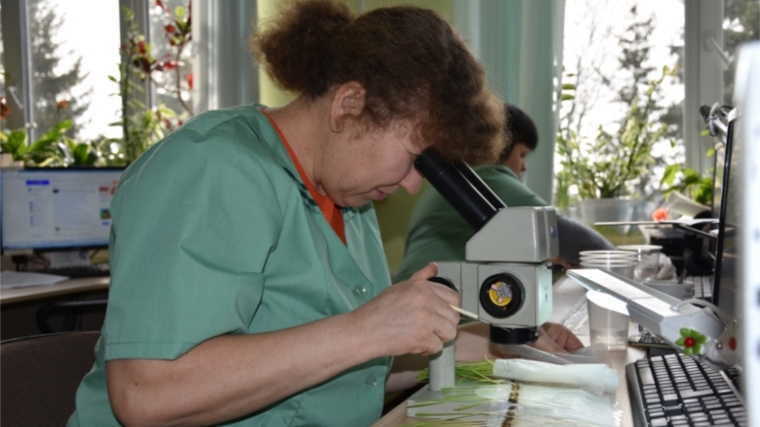 Фитоэкспертиза семян проводится в чувашском филиале Россельхозцентра