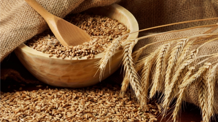 Проверены семена яровых зерновых и зернобобовых культур в объеме 41,1 тыс. тонн