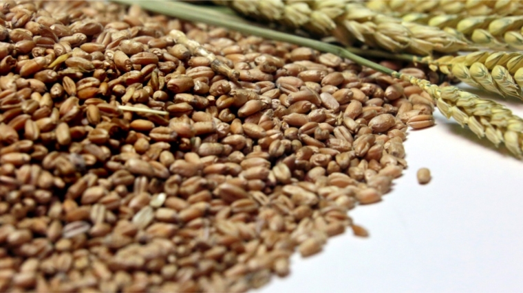 Доля кондиционных семян для ярового сева в хозяйствах республики составляет 82%