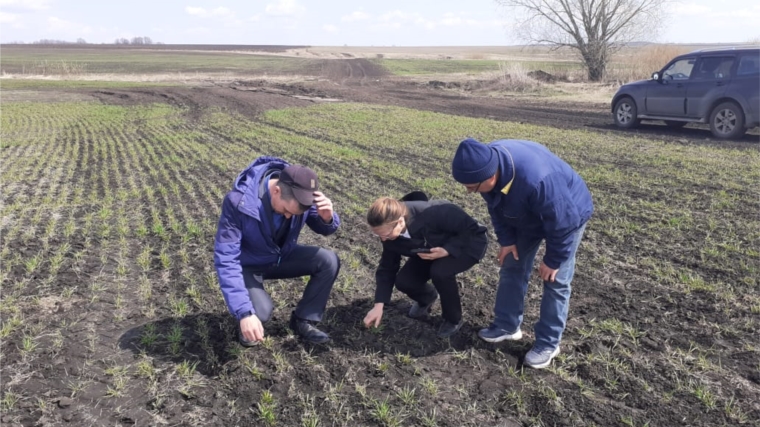 Специалисты Россельхозцентра аграриев Чувашии предупреждают о болезни озимых
