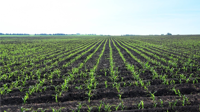 В хозяйствах республики выполнен план сева яровых зерновых и зернобобовых культур